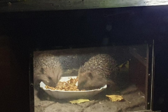 Igel in Haimendorf