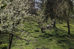 Frühlingserwachen