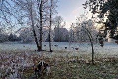 Schafsfamilie auf der Weide vor dem Schloss