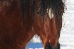 Pferd
