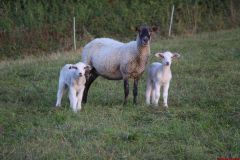 Schaffamilie