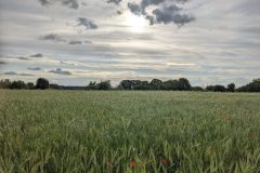 Sommerbrise